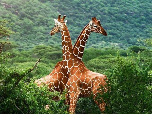 The Giraffe Centre
