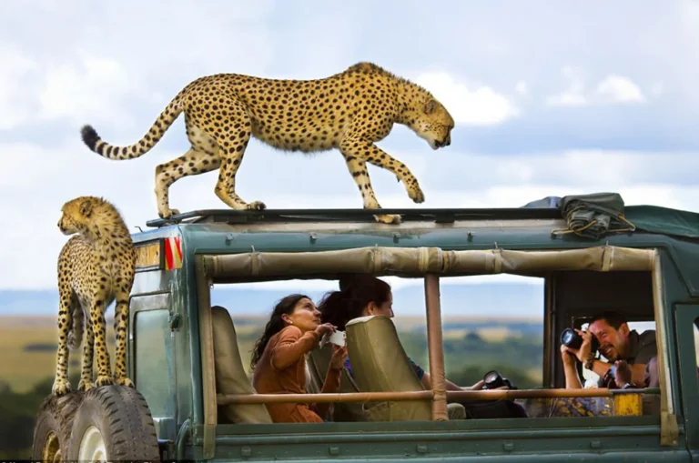 cheetah-safari-jeep-kare