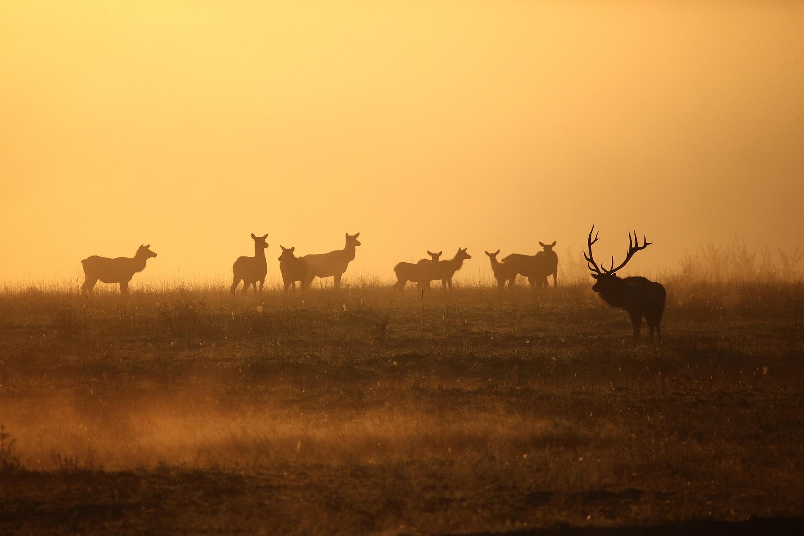 Tsavo park