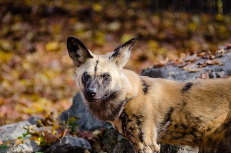 african-hunting-dog-1853001_1920