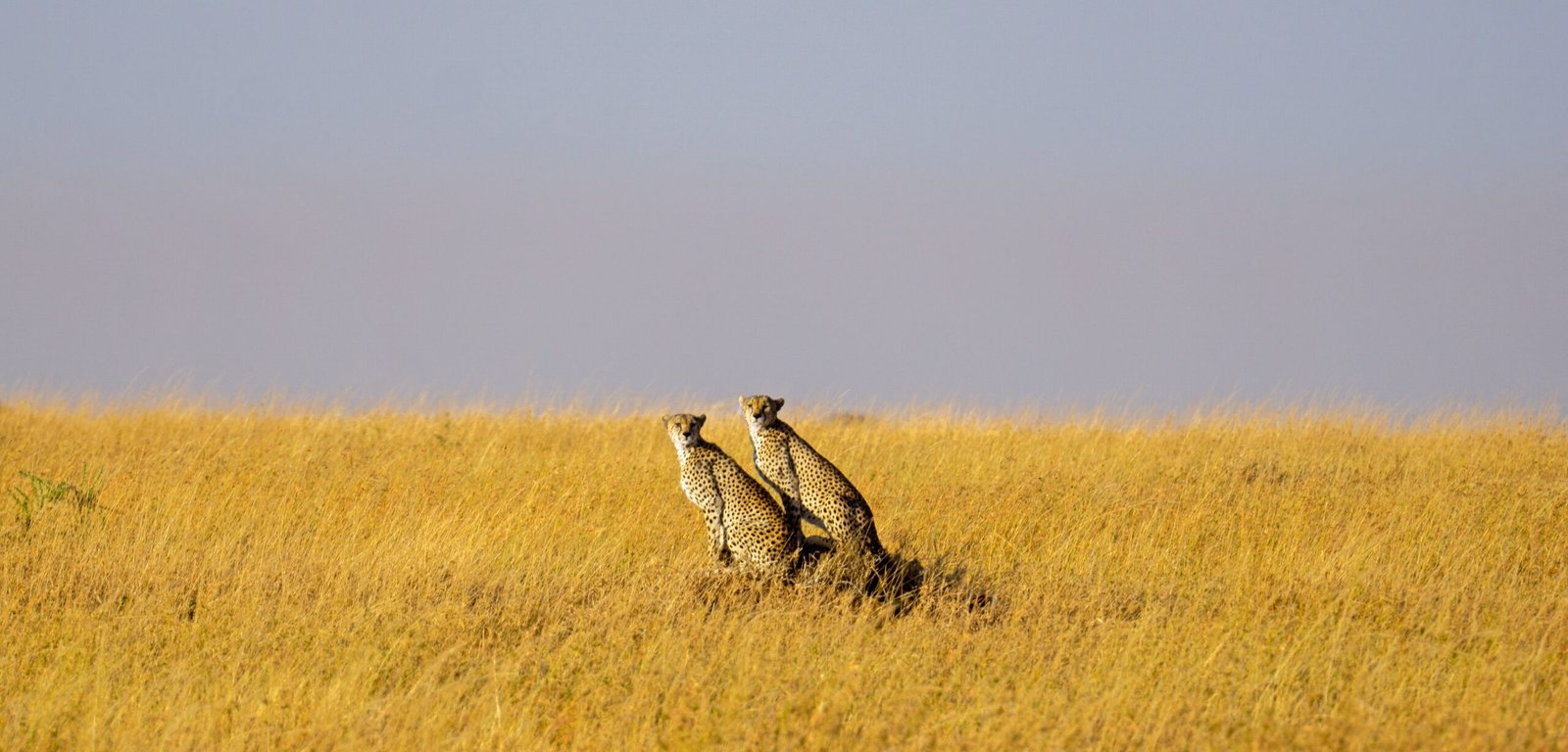 cheetah-7457219