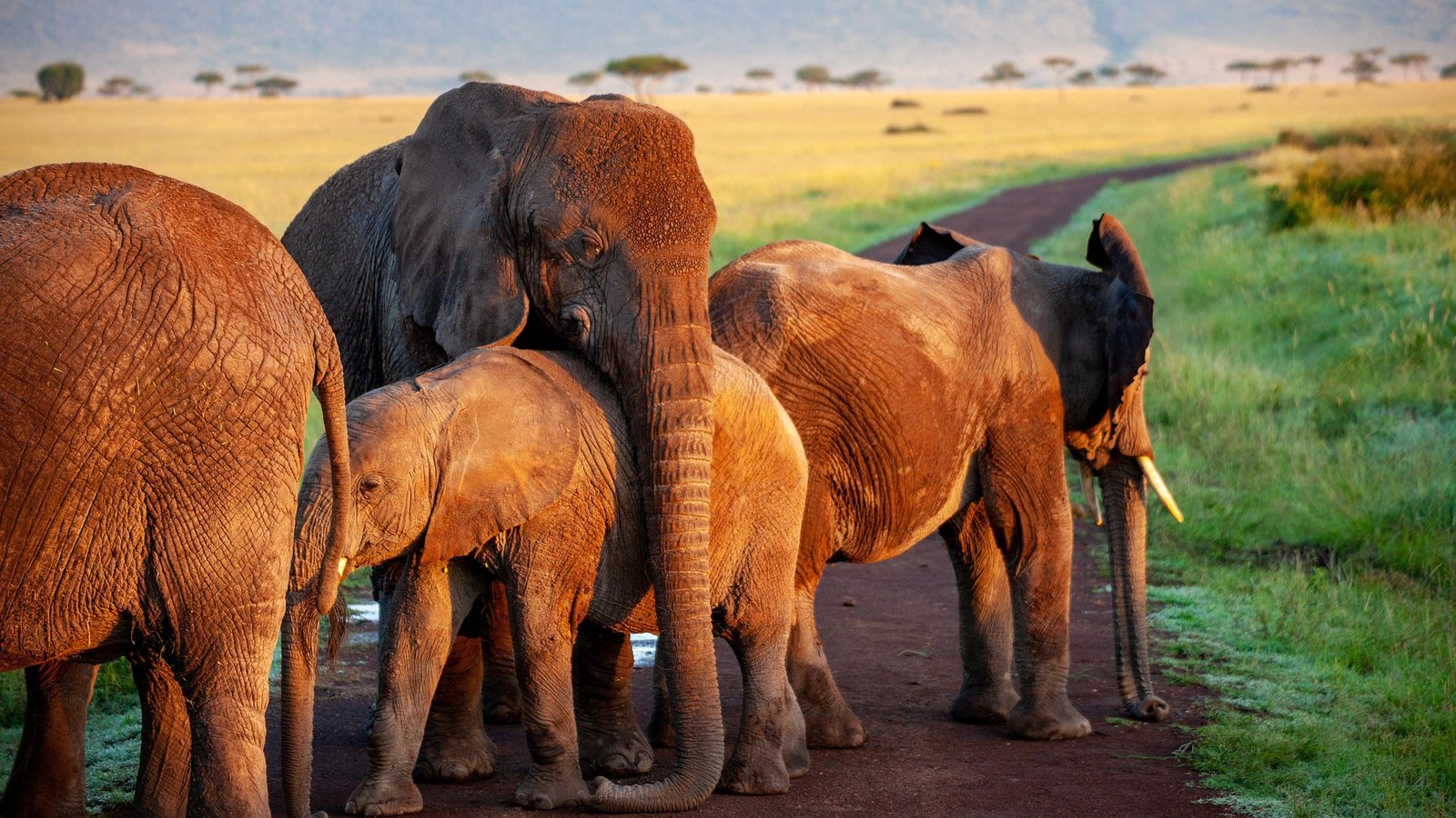 elephant-4120822_1920