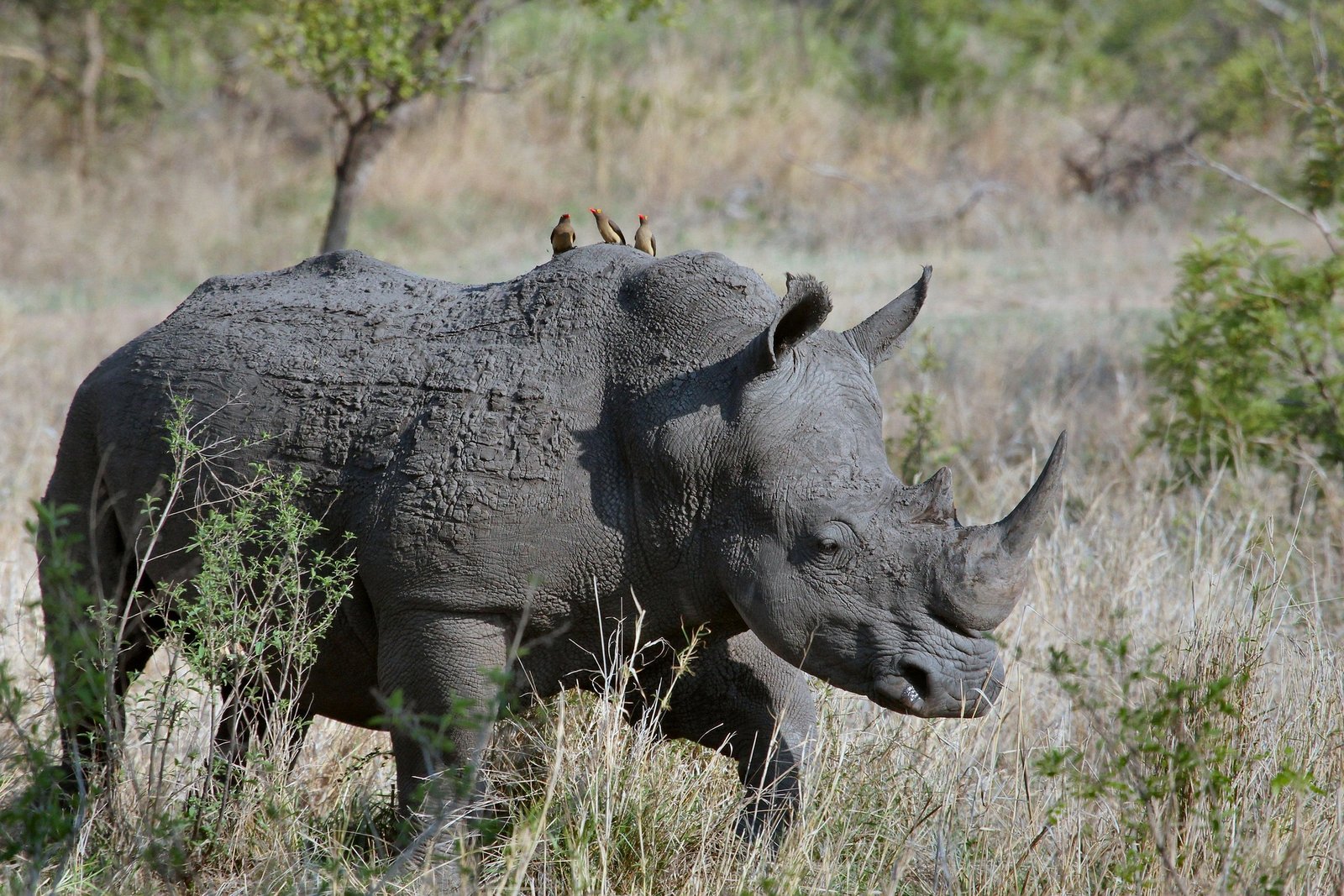 rhinoceros-1837164_1920