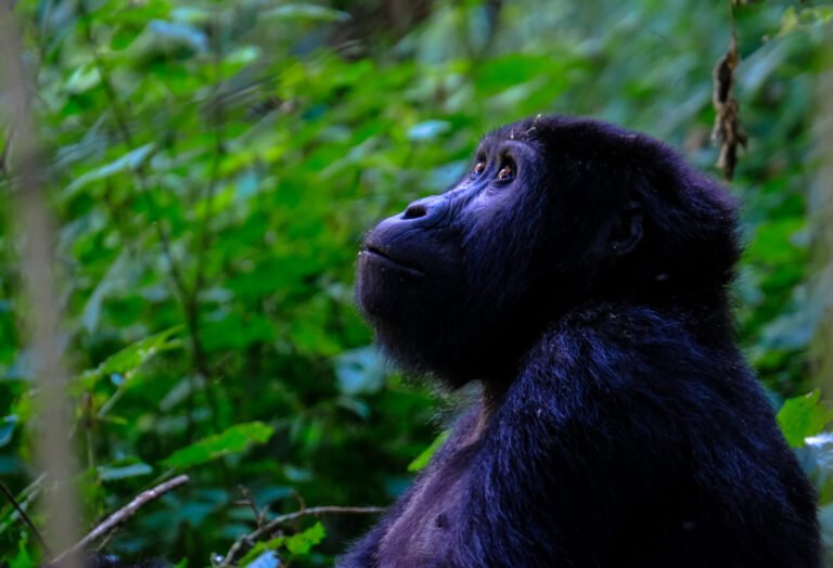 Gorilla_photos