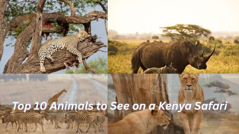 Top 10 Animals to See on a Kenya Safari