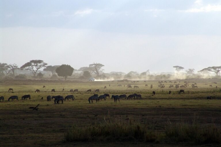 What to Expect on Safari