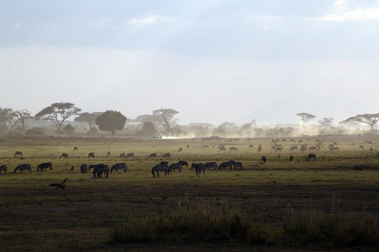 What to Expect on Safari
