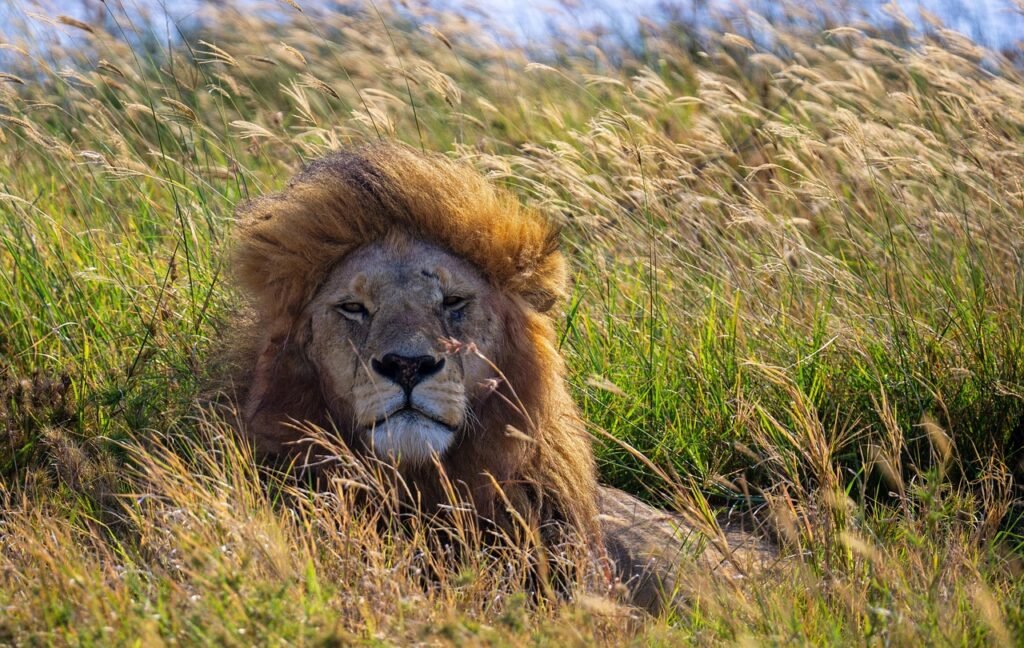How to Plan A Safari in Tanzania - In easy steps