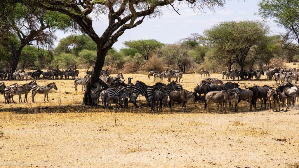 How to Plan A Safari in Tanzania - In easy steps