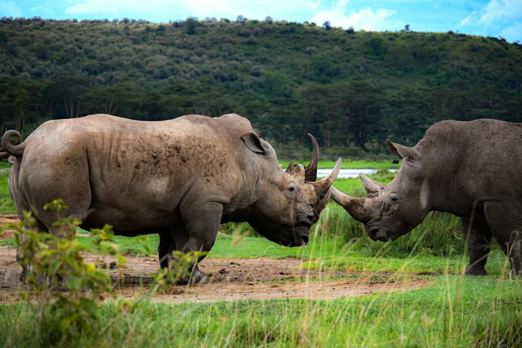 Two white rhinos face-off in the grasslands of Nakuru, Kenya, showcasing African wildlife.